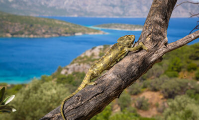 Nature and Wildlife of Samos